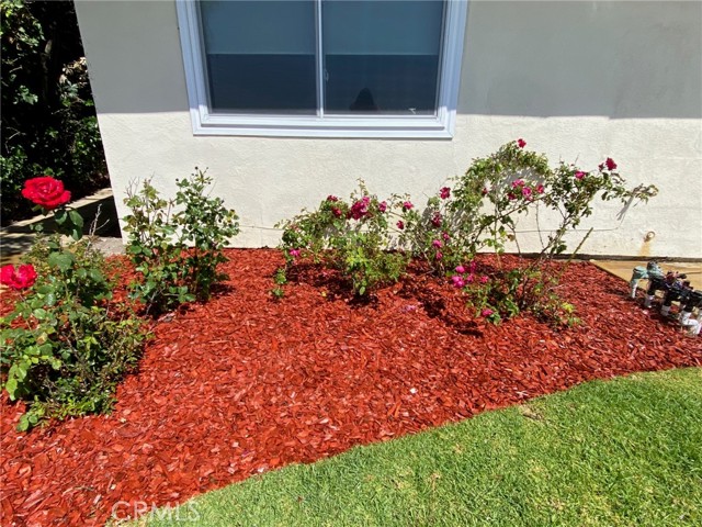Fragrant Roses