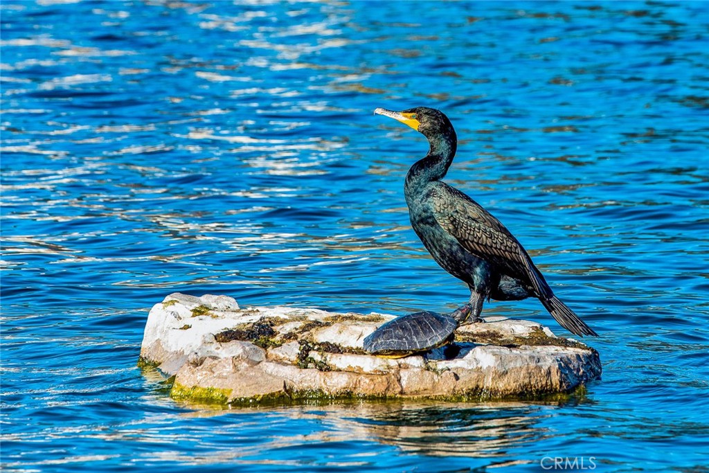 https://media.crmls.org/medias/bd954605-5591-4142-afd6-50d049bc9cbb.jpg?preset=X-Large