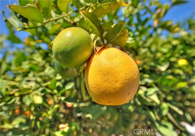 Fruit trees in Backyard