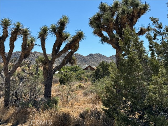 View from front yard.  Many mature native plants on property.