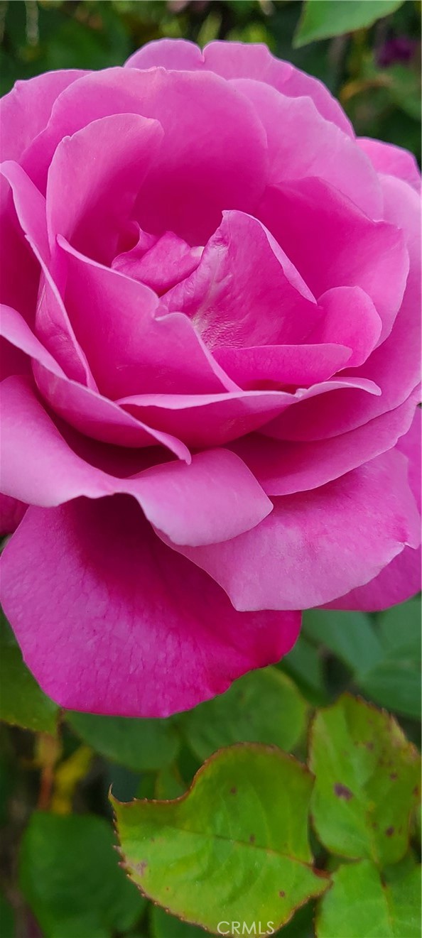 https://media.crmls.org/medias/be07f6f7-9da7-4861-bb4b-dc601fc587ee.jpg?preset=X-Large