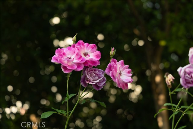 Detail Gallery Image 56 of 71 For 321 Wonderview Dr, Glendale,  CA 91202 - 4 Beds | 3 Baths