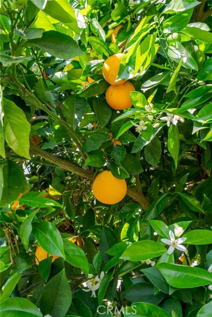 Detail Gallery Image 36 of 40 For 1107 N Towner, Santa Ana,  CA 92703 - 3 Beds | 2 Baths