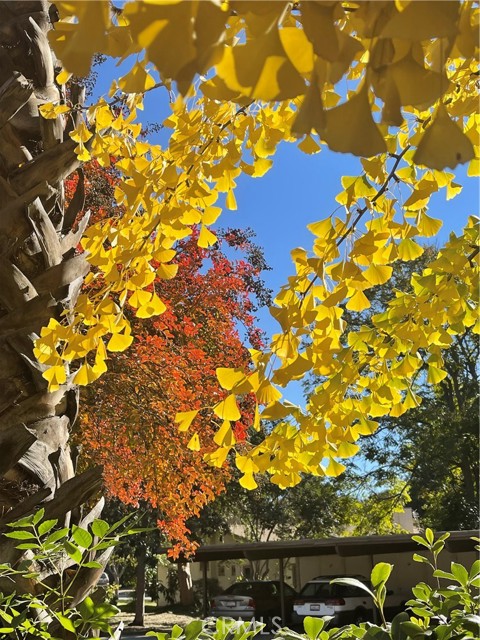 Colorful tree leaves in autumn; colorful flowers in spring.