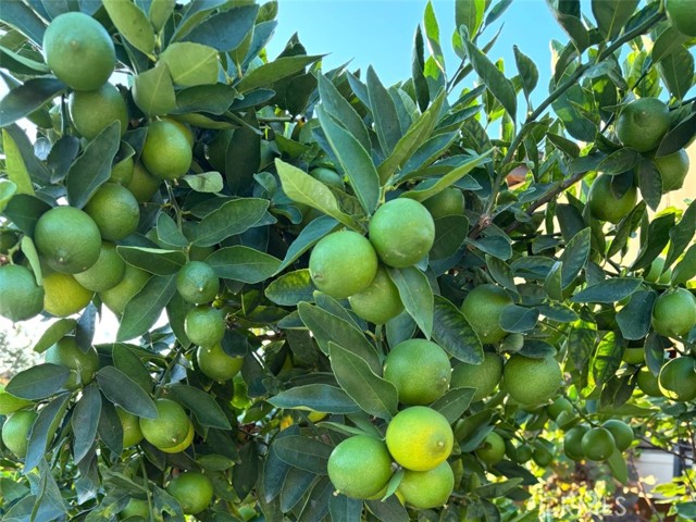 Detail Gallery Image 47 of 63 For 1321 Pepper Tree Ln, Vista,  CA 92084 - 4 Beds | 3 Baths