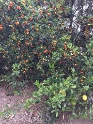 Detail Gallery Image 9 of 11 For 0 via Barranca, Temecula,  CA 92590 - – Beds | – Baths