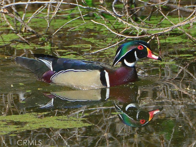 Detail Gallery Image 65 of 72 For 3153 Saint Francis Dr, Lakeport,  CA 95453 - 3 Beds | 2 Baths