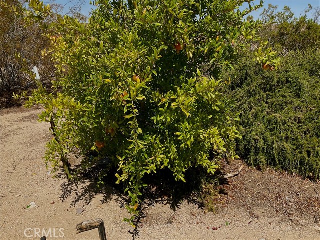 68919 Kachina Drive, 29 Palms CA: https://media.crmls.org/medias/c01fc0f0-e293-4655-b542-1588dd0baa05.jpg