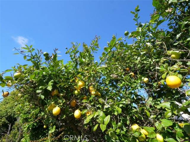 Lemon Trees in Garden