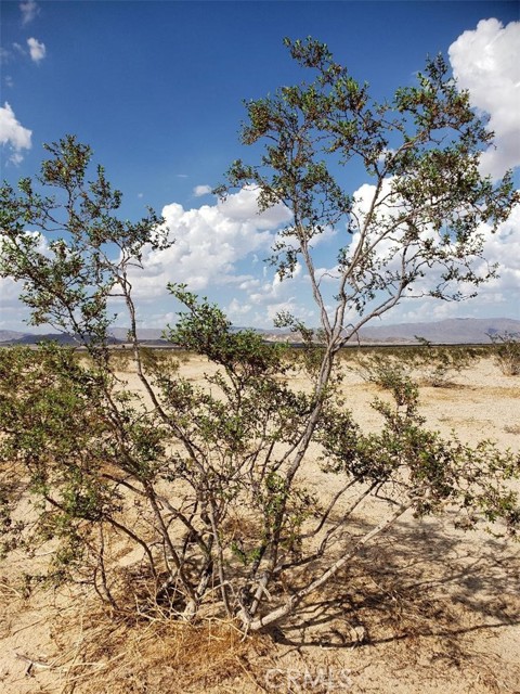 Detail Gallery Image 3 of 8 For 76938 Two Mile Rd, Twentynine Palms,  CA 92277 - – Beds | – Baths