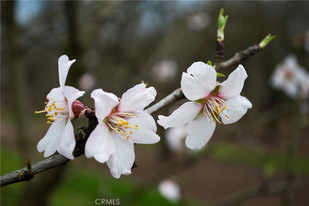 https://media.crmls.org/medias/c20277b3-45d9-4a98-92dc-80e18f1f7613.jpg?preset=X-Large