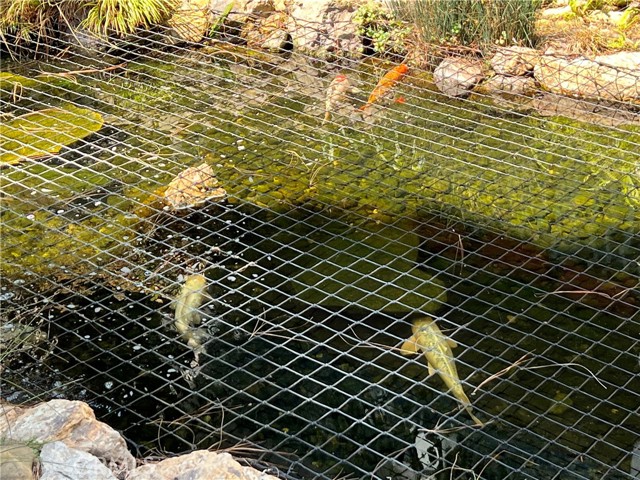 Koi pond with many large koi fish