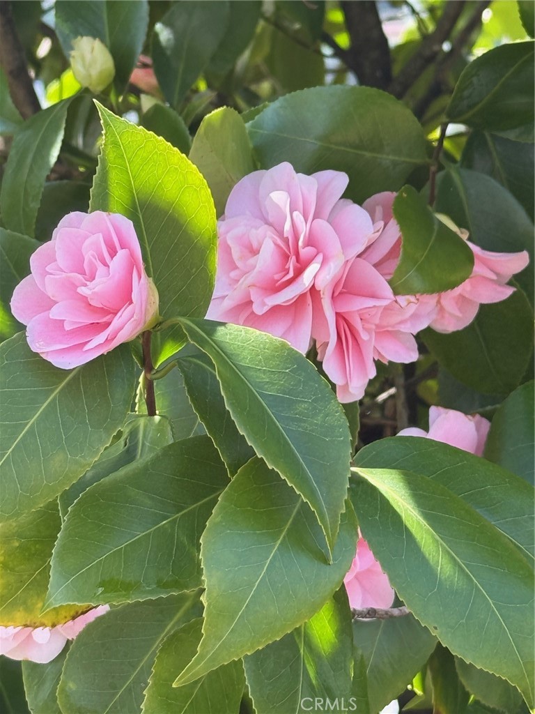 https://media.crmls.org/medias/c25c19b0-b593-4676-8a0f-e036f439bc54.jpg?preset=X-Large