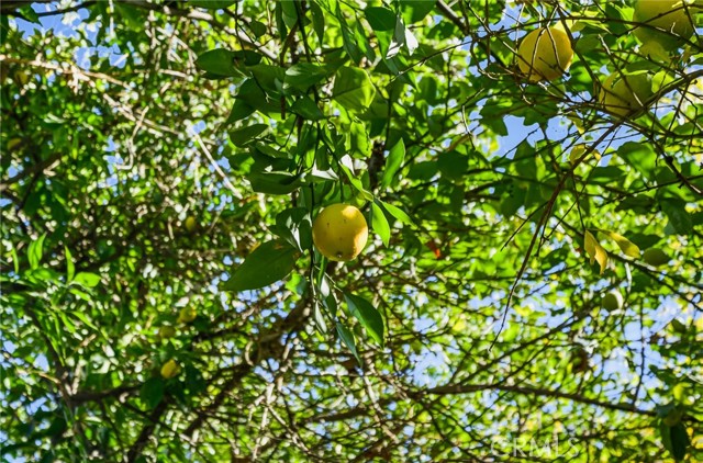 Detail Gallery Image 51 of 57 For 26850 Columbia St, Hemet,  CA 92544 - 3 Beds | 2 Baths