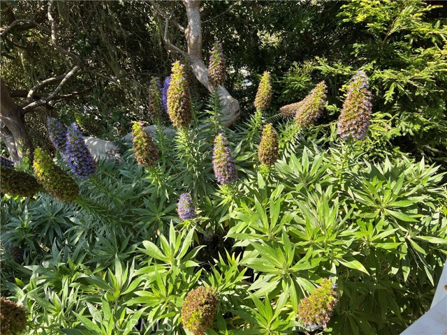 Detail Gallery Image 36 of 60 For 1226 Main St #14,  Cambria,  CA 93428 - 3 Beds | 2 Baths