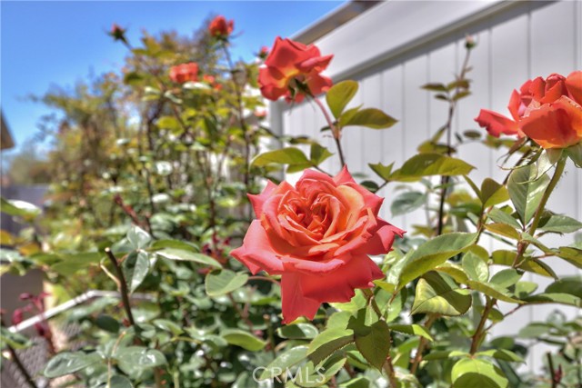 39312 Beringer Drive, Murrieta CA: https://media.crmls.org/medias/c38353e5-8928-4a4b-9f2e-9904737ec1d7.jpg