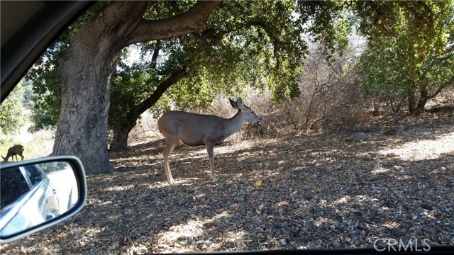 664 Gordon Highlands Road, Glendora, California 91740, ,Land,For Sale,664 Gordon Highlands Road,CROC23191359