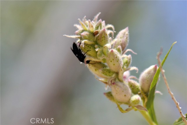 Detail Gallery Image 33 of 48 For 2029 Wamego, Landers,  CA 92285 - 1 Beds | 1 Baths