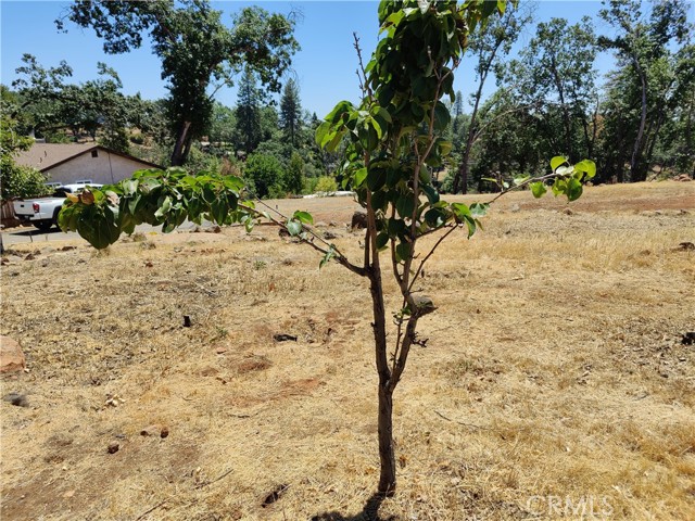 476 Green Oaks Drive, Paradise, California 95969, ,Land,For Sale,476 Green Oaks Drive,CRSN24010118