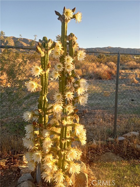 Detail Gallery Image 57 of 62 For 50922 Canyon Rd, Morongo Valley,  CA 92256 - 3 Beds | 3 Baths