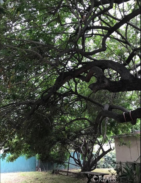 Beautiful, old tree in backyard.