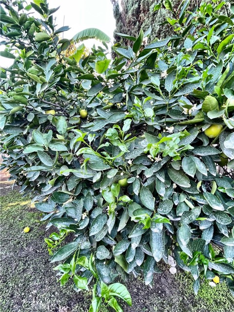 Detail Gallery Image 23 of 30 For 13842 Olive St, Baldwin Park,  CA 91706 - 4 Beds | 2 Baths