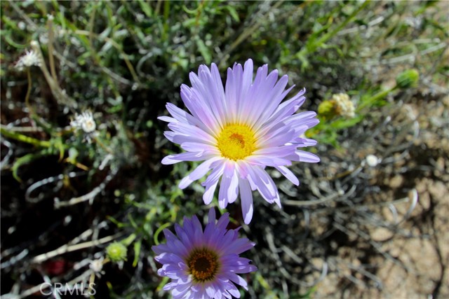 Detail Gallery Image 36 of 38 For 0 San Andreas, Joshua Tree,  CA 92252 - – Beds | – Baths