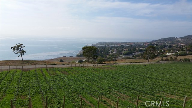 Vineyard on private property across from PVBC