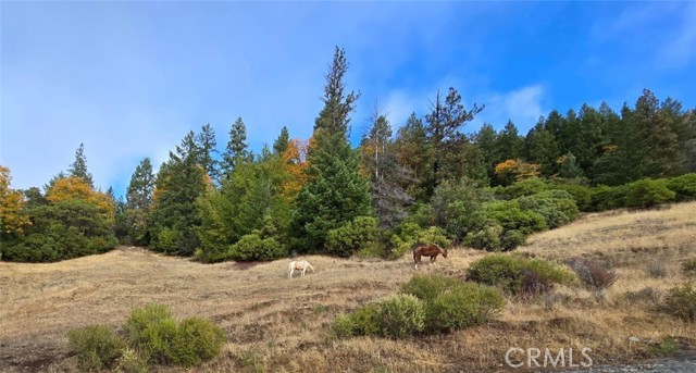 Detail Gallery Image 5 of 38 For 32120 Shimmins Ridge Rd, Willits,  CA 95490 - – Beds | – Baths