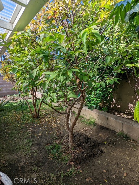 Guava Tree