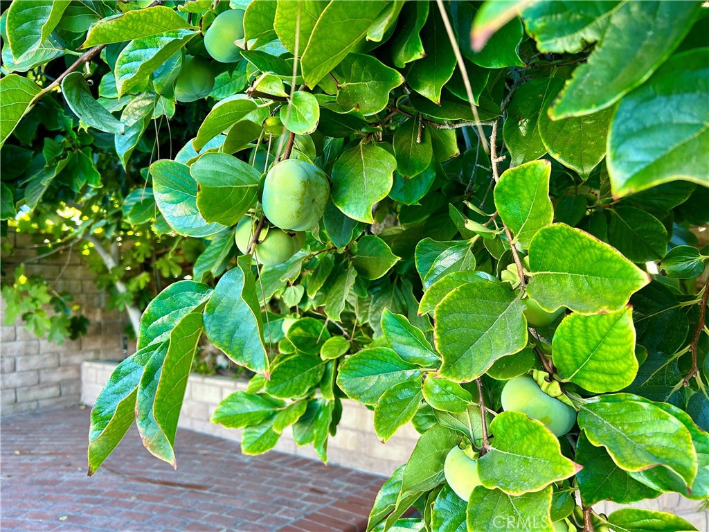 MLS #SR25274269 image #24