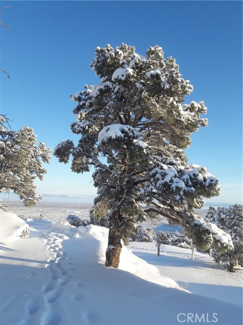 snow pinon tree
