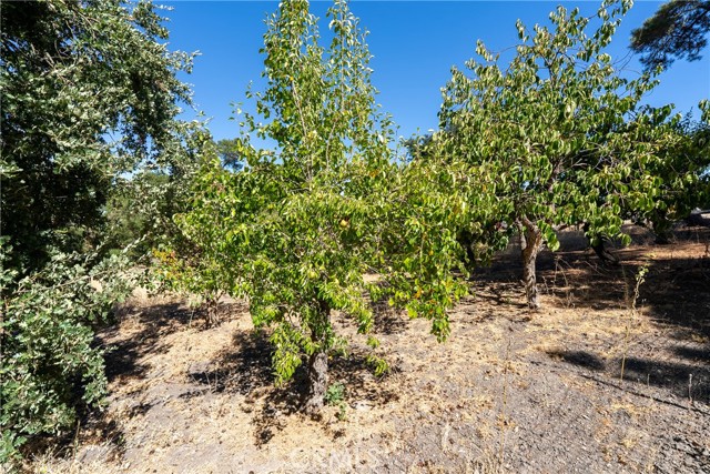 2480 Ardilla Road, Atascadero CA: https://media.crmls.org/medias/c8b6b537-0a82-419c-bda6-56fc2990fffc.jpg