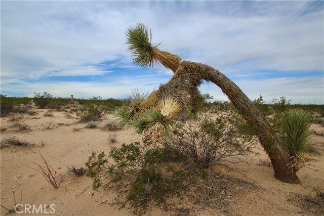 Detail Gallery Image 18 of 21 For 0 Milky Way Ave, Joshua Tree,  CA 92252 - – Beds | – Baths