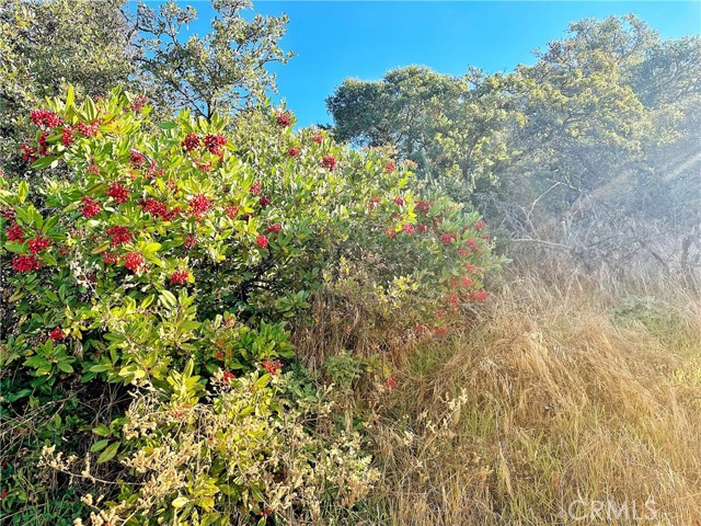 0 Camino Ortega, Warner Springs, California 92086, ,Residential Land,For Sale,Camino Ortega,ND24129069