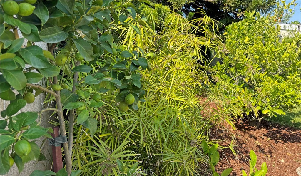 https://media.crmls.org/medias/c96a4fbe-009e-42bd-b0be-7ab8af6801f9.jpg?preset=X-Large