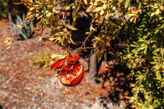 Detail Gallery Image 36 of 52 For 833 Rolling Hills Dr, Paso Robles,  CA 93446 - 4 Beds | 3 Baths