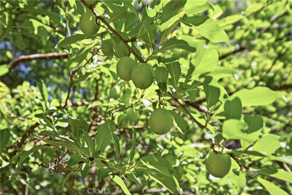 https://media.crmls.org/medias/c99203b6-5fcf-4bd5-a942-f9f444900f5e.jpg?preset=X-Large