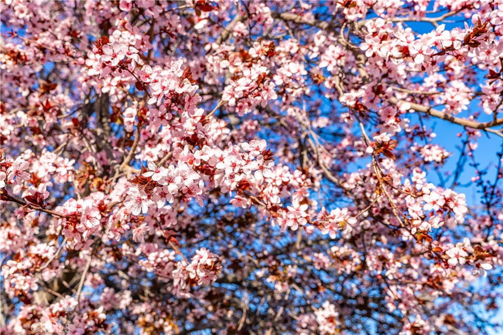 https://media.crmls.org/medias/c9aba46e-7331-43fc-9674-6fccab510517.jpg?preset=X-Large