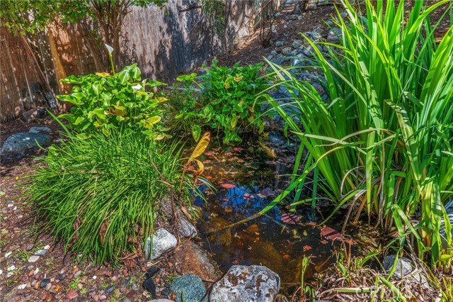 Koi Pond