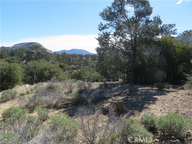 Detail Gallery Image 3 of 19 For 155 Lot #155 Buckthorn, Mountain Center,  CA 92561 - – Beds | – Baths