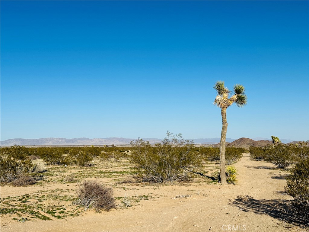 MLS #JT25045607 image #4