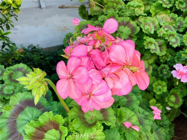 Detail Gallery Image 32 of 36 For 20930 Parthenia St #216,  Canoga Park,  CA 91304 - 1 Beds | 1 Baths