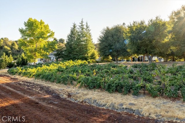 Detail Gallery Image 34 of 65 For 2925 Anderson Rd, Paso Robles,  CA 93446 - 3 Beds | 3/1 Baths