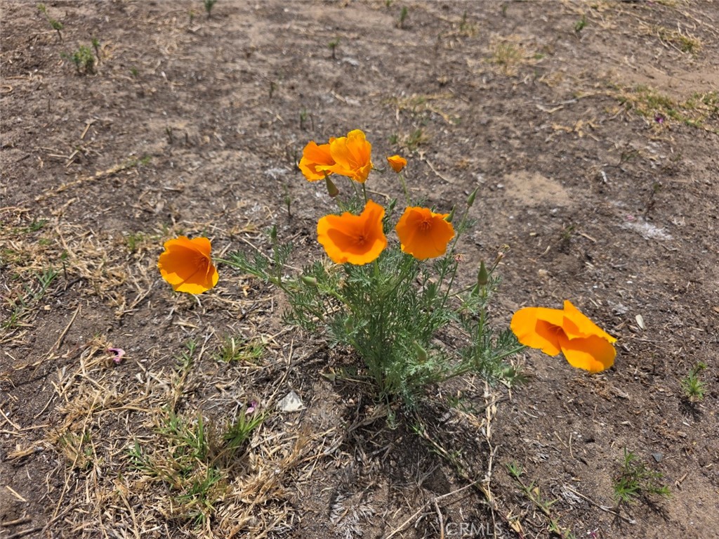 MLS #PI26180983 image #3