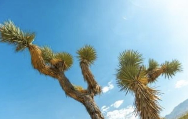 Detail Gallery Image 3 of 21 For 10 171st, Palmdale,  CA 93591 - – Beds | – Baths