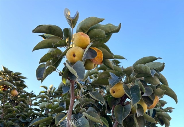 Detail Gallery Image 27 of 63 For 1321 Pepper Tree Ln, Vista,  CA 92084 - 4 Beds | 3 Baths