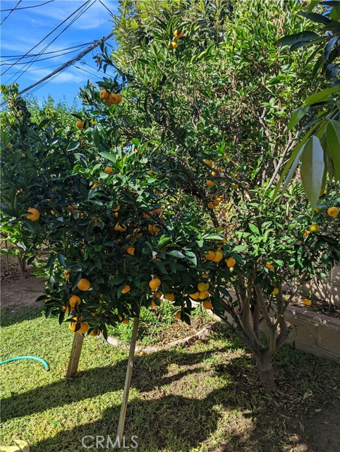 Chinese Sugar Orange Tree