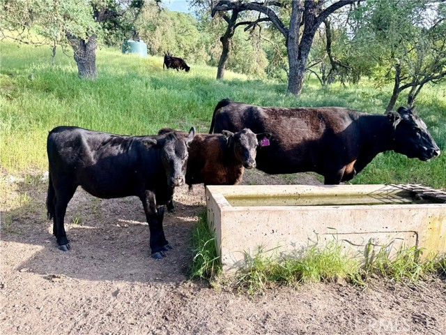 Detail Gallery Image 17 of 66 For 77599 Lowes Canyon Rd, San Miguel,  CA 93451 - – Beds | – Baths