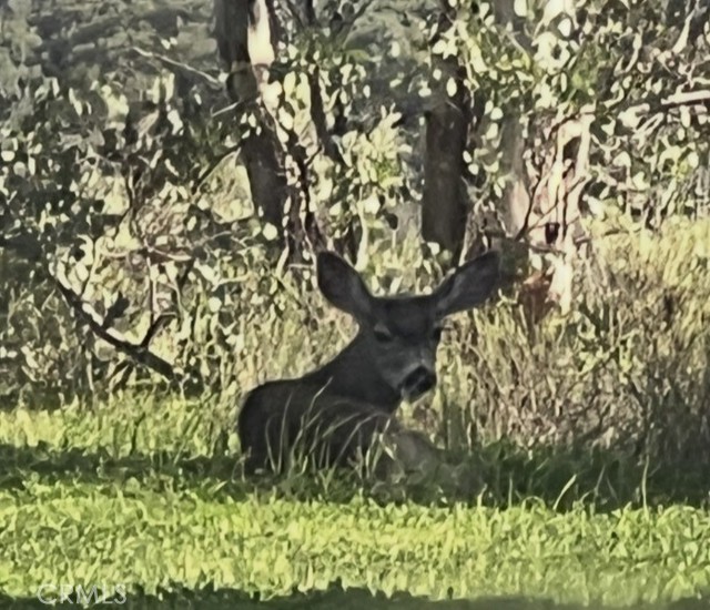 Detail Gallery Image 2 of 29 For 0 0, Ortega Mountain,  CA 92675 - – Beds | – Baths